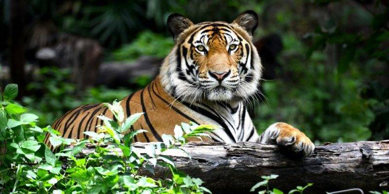 cuanto pesa un tigre - Cuánto pesa un tigre macho adulto y cuál es su peso promedio