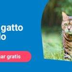 Cuántos kilómetros puede recorrer un gato perdido