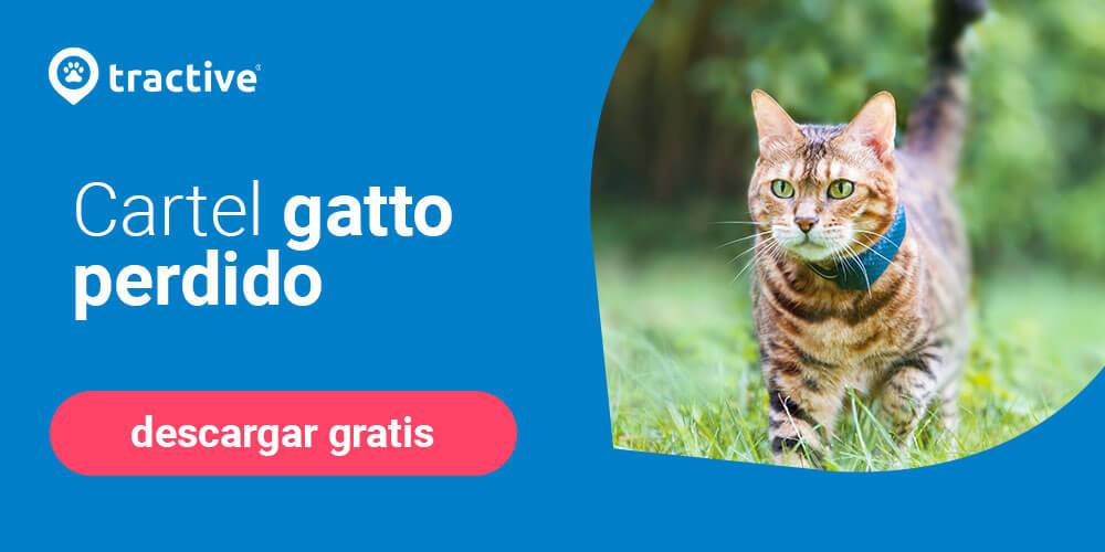 cuanto puede recorrer un gato perdido - Cuántos kilómetros puede recorrer un gato perdido