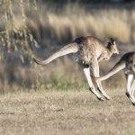 Cuál es la distancia máxima de salto de un canguro