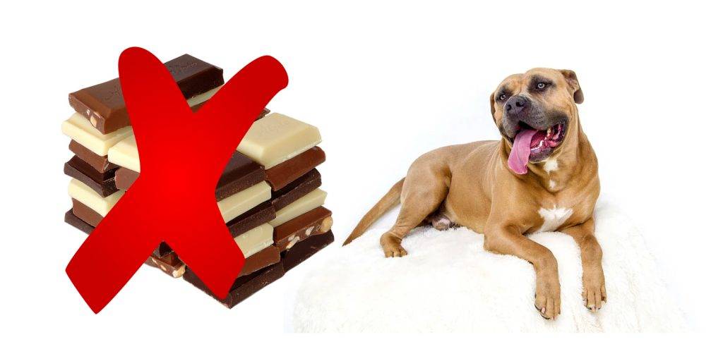 cuanto tarda en hacer efecto el chocolate en un perro - Es seguro que los perros coman chocolate