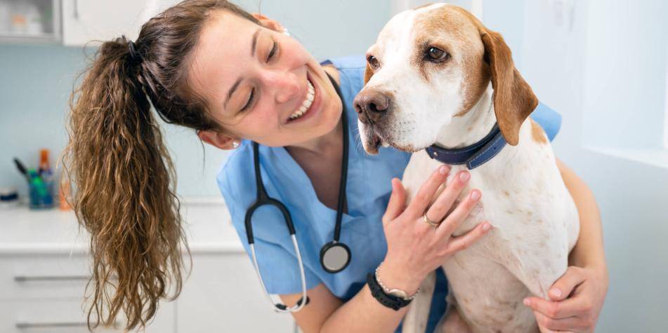 cuanto tarda en hacer efecto la prednisona en perros - Cuánto tiempo tarda en hacer efecto el Dacortín 30 mg en perros