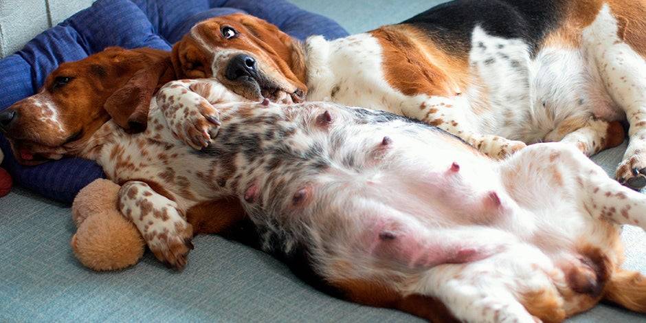 cuanto tarda en parir un perro 1 - Duración del parto de una perra y tiempo entre cachorros