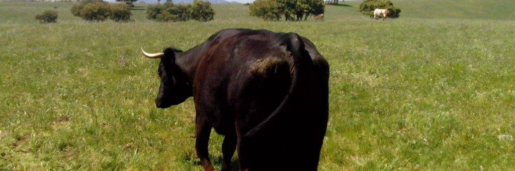 cuanto tarda en parir una vaca primeriza - Cuánto tiempo dura el parto de una vaca primeriza