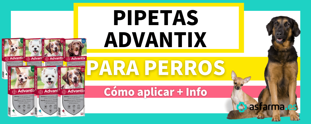 cuanto tarda en secarse la pipeta - La pipeta antiparasitaria se seca rápido tras mojarse