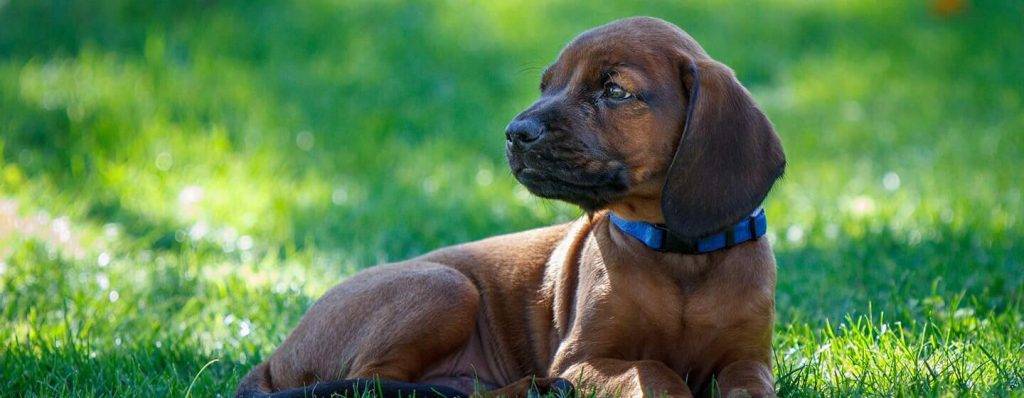 cuanto tarda un cachorro en expulsar las lombrices - En cuánto tiempo un cachorro expulsa las lombrices