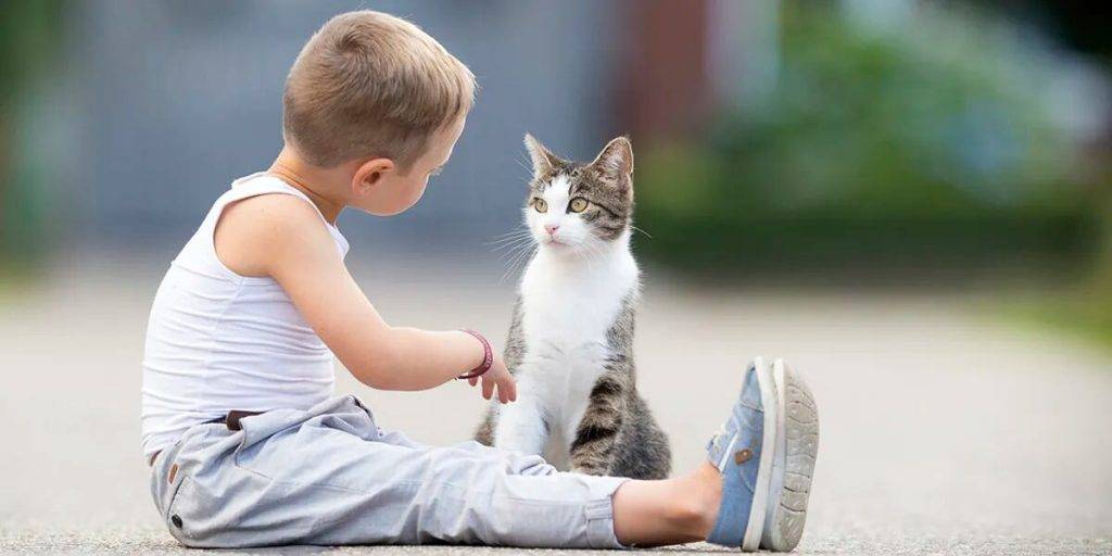 cuanto tarda un gato en olvidar a su dueno - Cuánto tiempo pueden recordar los gatos a sus dueños