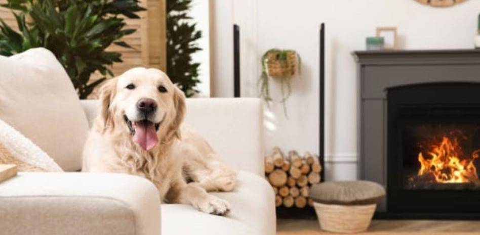 cuanto tarda un perro en olvidar a su companero - Cómo ayudar a un perro en duelo por la pérdida de otro