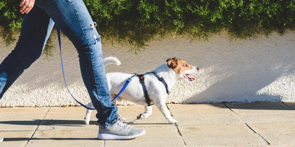 cuanto tiempo debe pasear un cachorro de 3 meses - Ejercicio para cachorro 3 meses Consejos paseos seguros