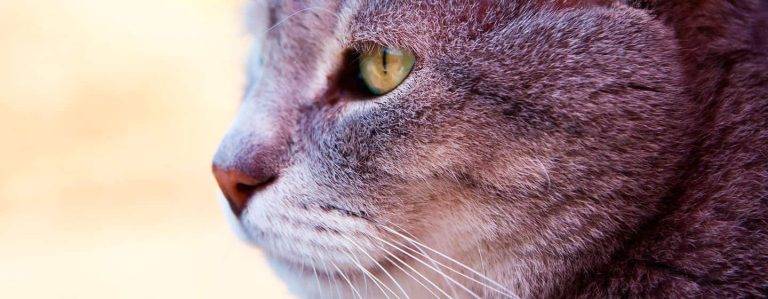 Cómo tratar la artrosis en gatos de manera efectiva