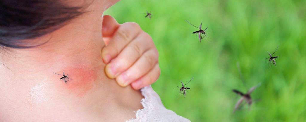 cuantos dientes tiene un mosquito - Cuántos dientes tiene un mosquito común