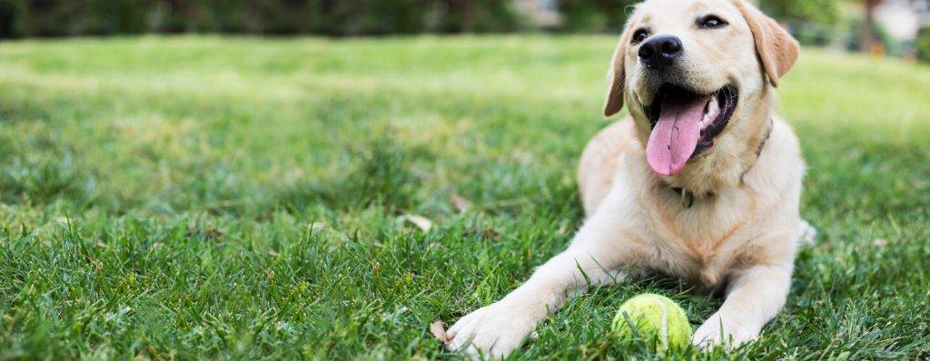 cuantos dientes tiene un perro - Cómo mantener la salud bucal de un perro adulto