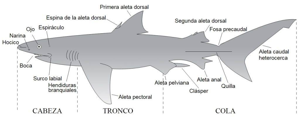 cuantos huesos tiene un tiburon 1 - Los tiburones tienen huesos o cartílagos en su esqueleto