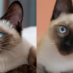 Cuáles son las distintas variaciones de gatos siameses que existen