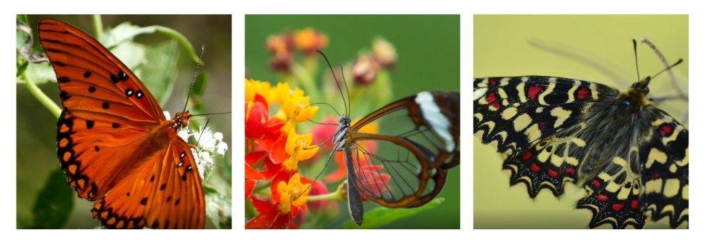 cuentame cosas sobre las mariposas - Conoces estos datos curiosos sobre las mariposas