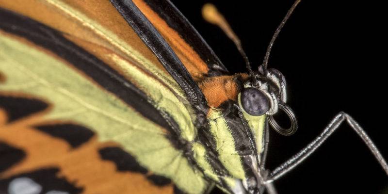 cuerpos de mariposas - Cuál es la anatomía y las funciones principales de la mariposa