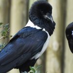Características del cuervo blanco y negro y del cuervo pequeño