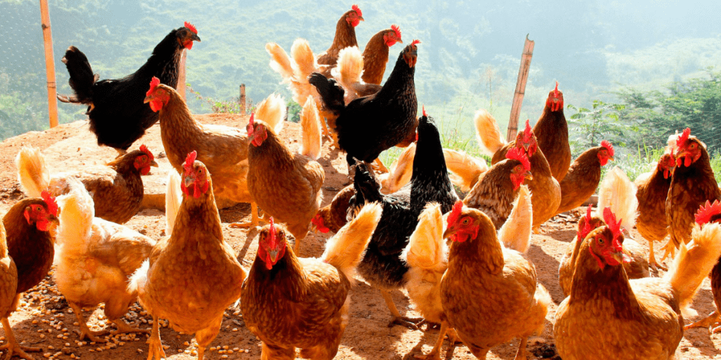 cuidado de gallinas - Consejos prácticos para el bienestar de tus gallinas