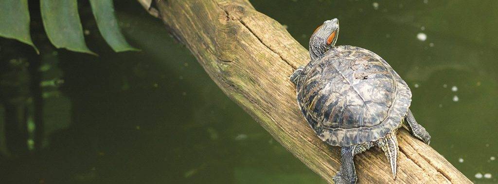 cuidados de tortuga de orejas rojas - Cómo cuidar una tortuga de orejas rojas como mascota