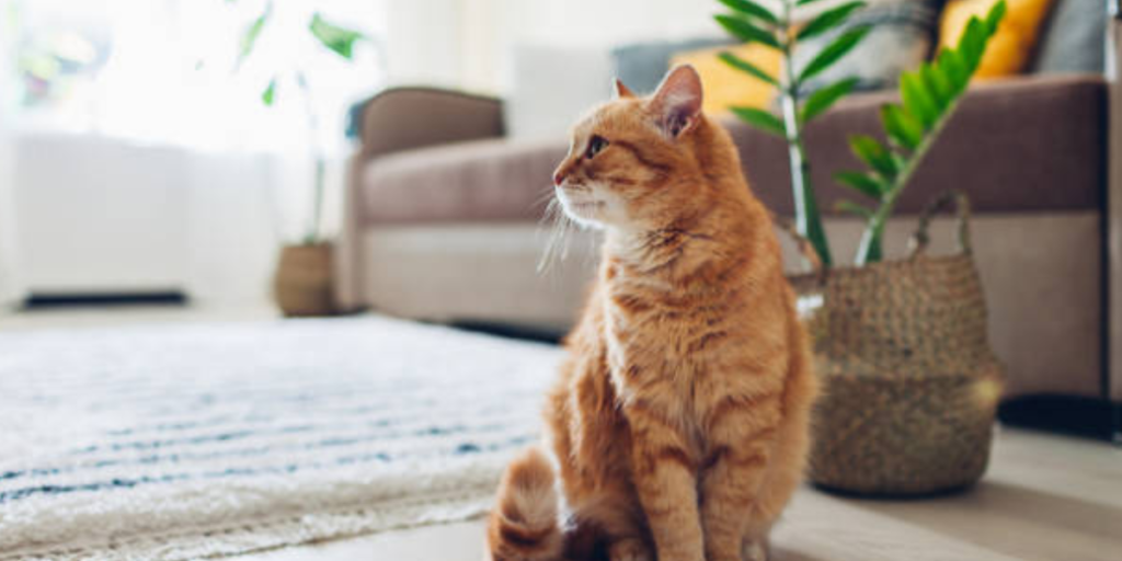 cuidados de un gato en casa - Cómo mantener la higiene de tu gato en casa de forma adecuada