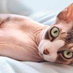 Cómo cuidar y proteger a un gato Sphynx sin pelo correctamente