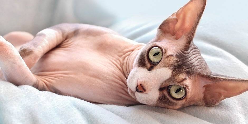 cuidados gato - Cómo cuidar y proteger a un gato Sphynx sin pelo correctamente