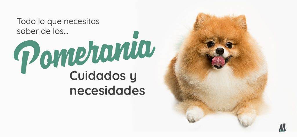 cuidados pomerania - Cómo cuidar a tu Pomerania para mantenerlo feliz y saludable