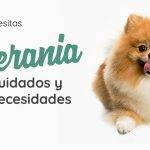 Cómo cuidar a tu Pomerania para mantenerlo feliz y saludable