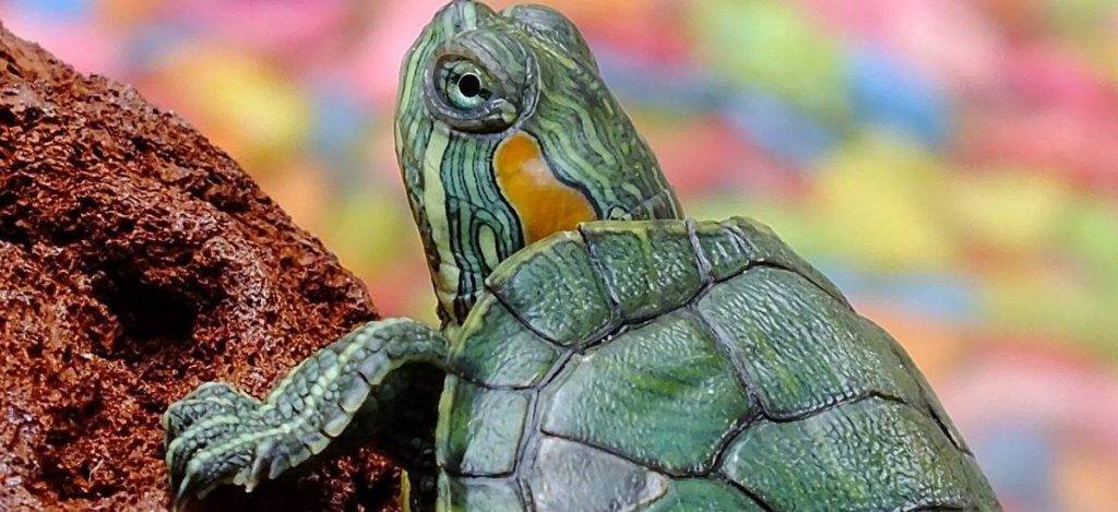 cuidados tortugas de tierra - Cómo cuidar adecuadamente a una tortuga terrestre como mascota