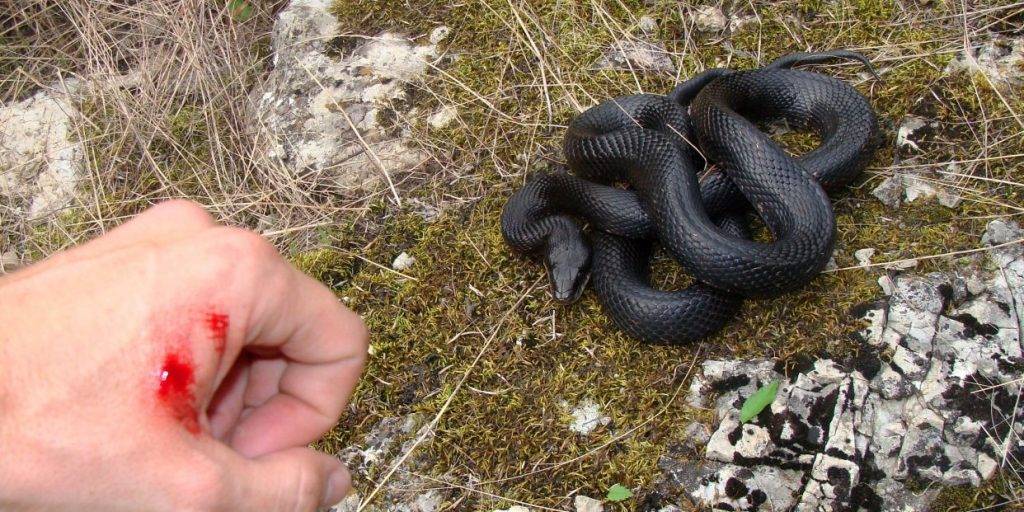 culebra bastarda mordedura - Culebra bastarda: características, veneno y alimentación