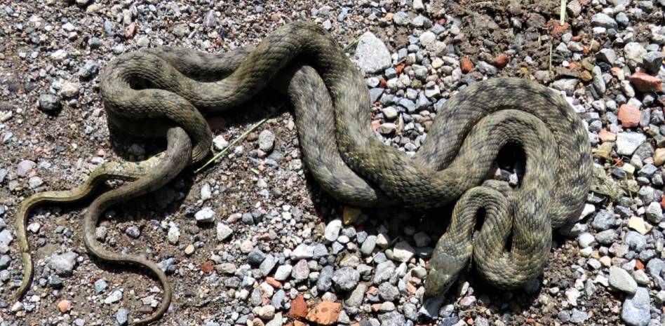 culebra y serpiente - En qué se diferencian las culebras y las serpientes