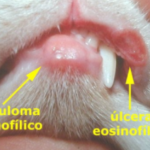 Cómo tratar y prevenir úlceras en la boca de tu gato