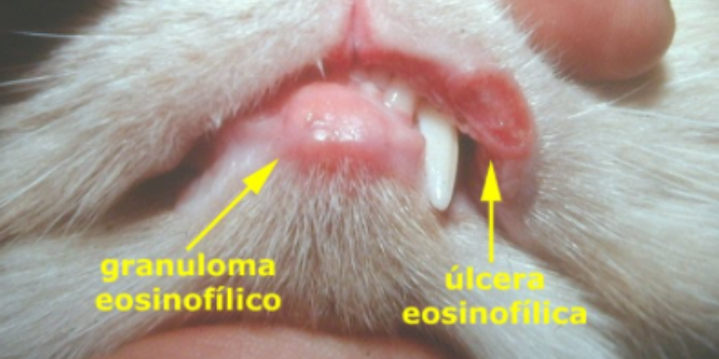 curar llagas boca gato - Cómo tratar y prevenir úlceras en la boca de tu gato