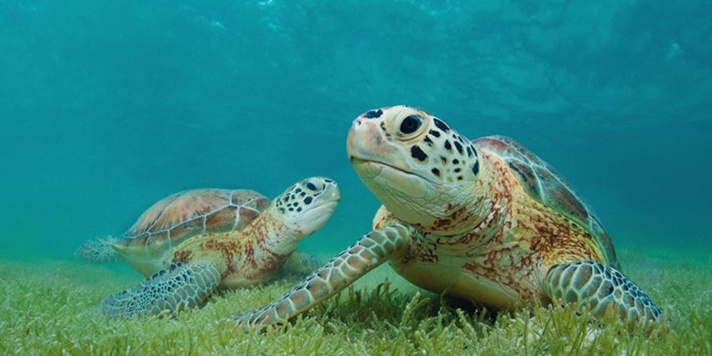 curiosidad de la tortuga - Cómo influye el plástico en el hábitat de las tortugas marinas