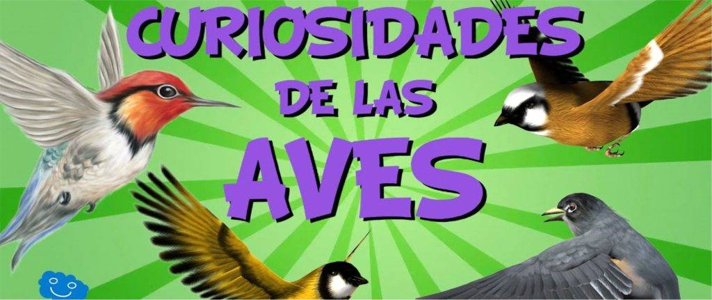 curiosidades aves - Curiosidades aviares increíbles para sorprenderte