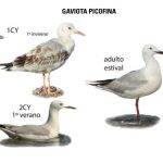 Por qué las gaviotas emiten gritos nocturnos