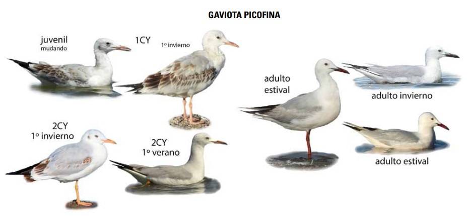 curiosidades de las gaviotas - Por qué las gaviotas emiten gritos nocturnos