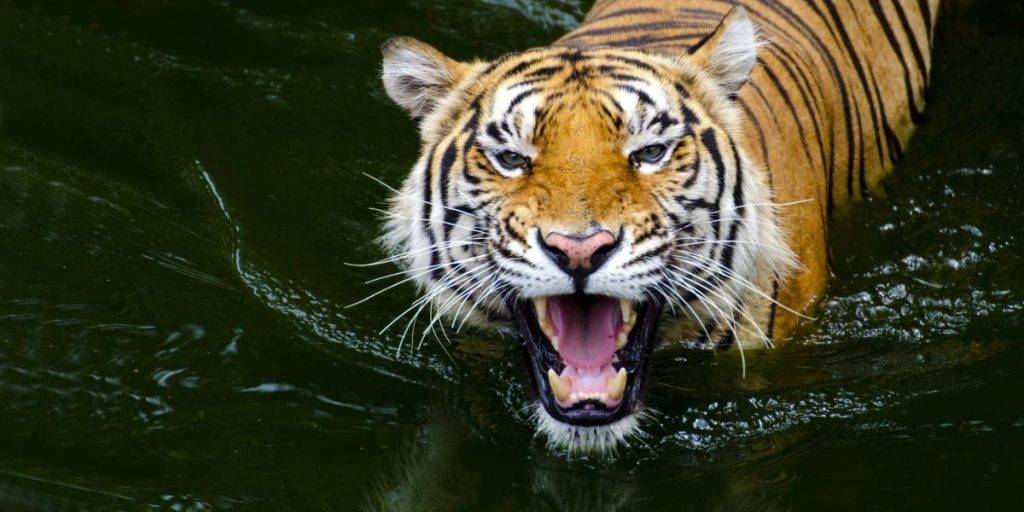 curiosidades de los tigres - Sabías que existen 15 curiosidades sobre el Tigre de Bengala