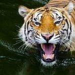 Sabías que existen 15 curiosidades sobre el Tigre de Bengala