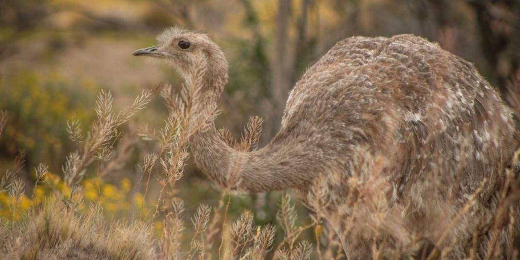 curiosidades del avestruz - Sabías que el avestruz es el ave más grande y no puede volar