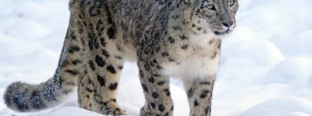 curiosidades del leopardo de las nieves - Conoces curiosidades sobre el leopardo de las nieves