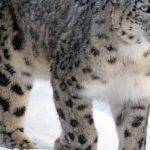 Conoces curiosidades sobre el leopardo de las nieves