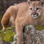 Conoces estas 15 curiosidades sobre los pumas