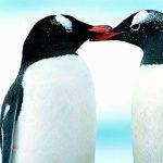 Conoces 20 curiosidades increíbles sobre los pingüinos