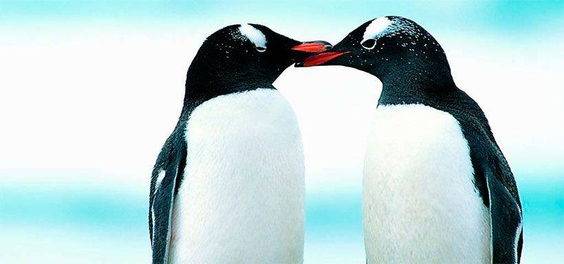 curiosidades sobre los pinguinos - Conoces 20 curiosidades increíbles sobre los pingüinos