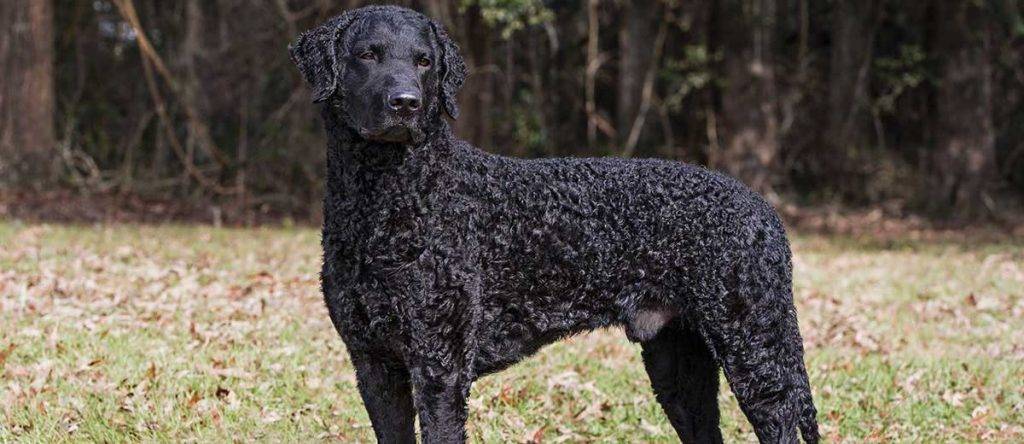 curly coated retriever - Qué características destacan al Curly Coated Retriever