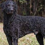 Qué características destacan al Curly Coated Retriever