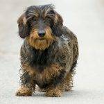 Qué características destacan en el dachshund de pelo largo