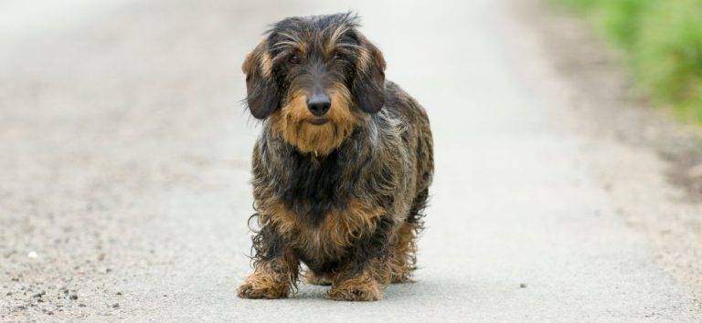 Perro De Raza Dachshund De Pelo Largo Primer Plano Jugando En La Arena