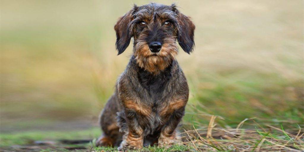 dachshund o teckel - Cuáles son las diferencias entre Dachshund y Teckel estándar